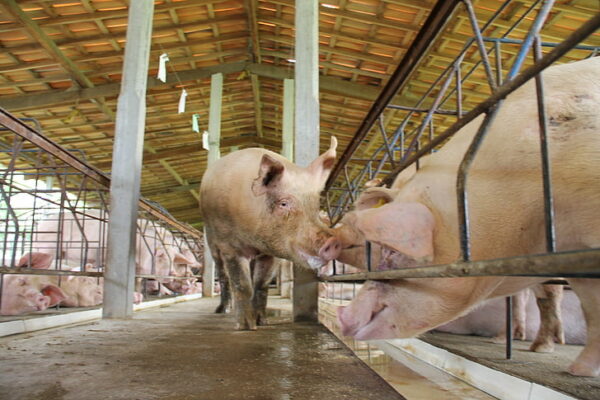Porcino Graso (130 kg)